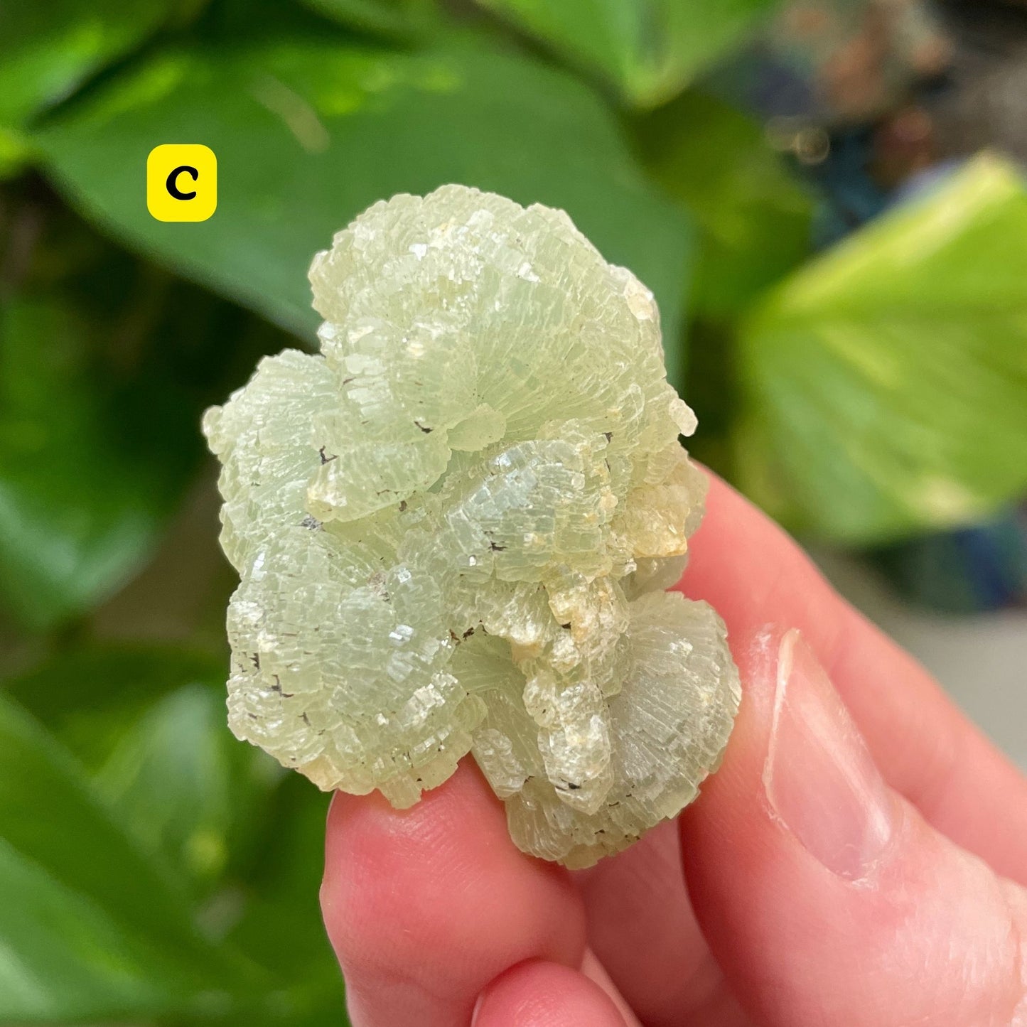 Prehnite Cluster (Choose Your Crystal)