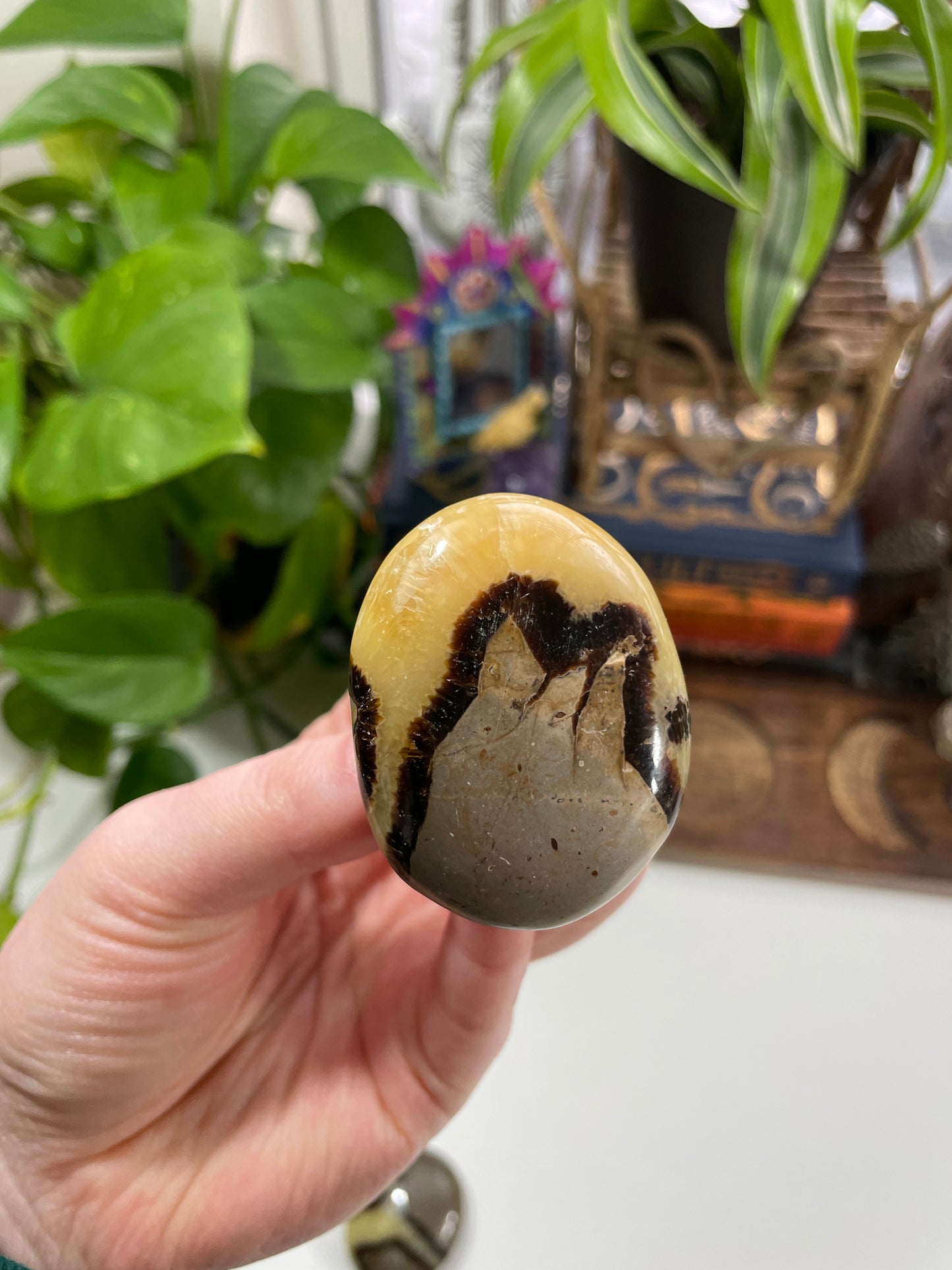 Septarian Small Palm Stone