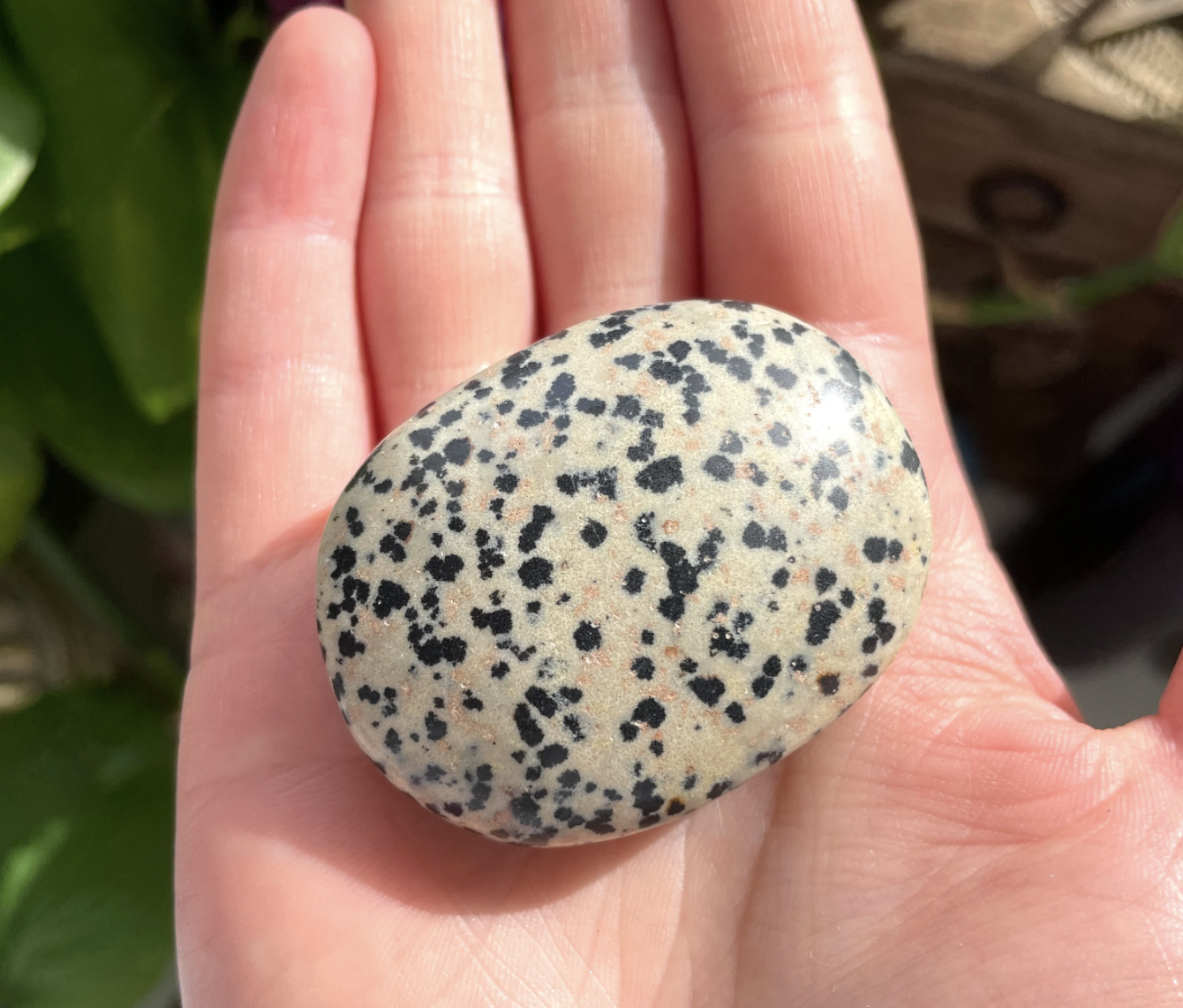 Dalmatian Jasper Palm Stone