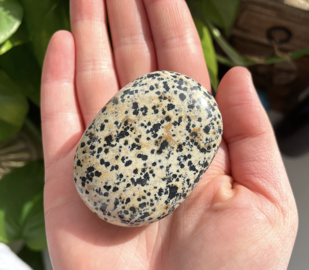 Dalmatian Jasper Palm Stone