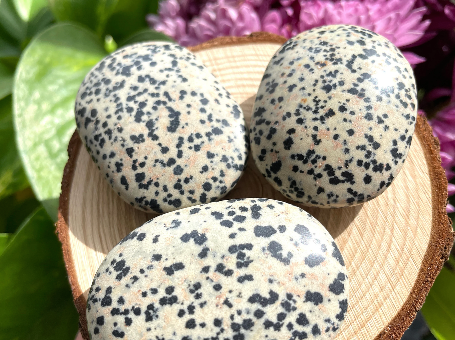 Dalmatian Jasper Palm Stone